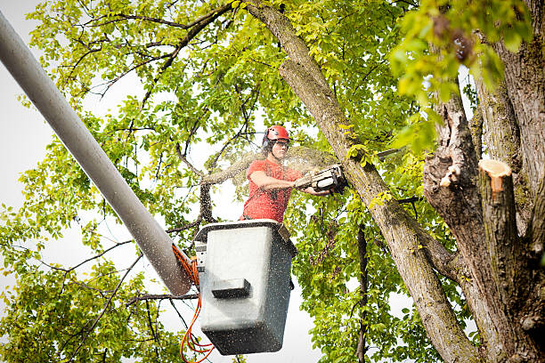  Columbia City, OR Tree Service Pros